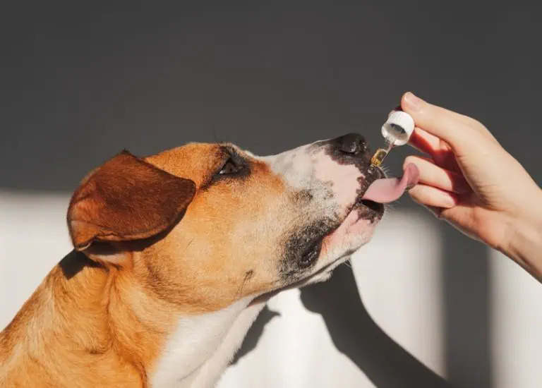 Does CBD Help Dogs with Separation Anxiety? Vet-Reviewed Science & Info – Dogster