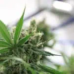 Exploring the Impact of Potential Adult-Use Cannabis Legislation in North Dakota 4 Adult-Use Cannabis On North Dakota’s Ballot A Step Closer