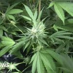 Call For Manx Pharmacies To Apply To Dispense Medicinal Cannabis