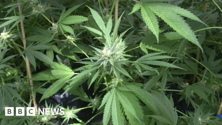 Call For Manx Pharmacies To Apply To Dispense Medicinal Cannabis