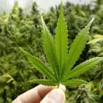 Massive Cannabis Operation Discovered After Pōkeno Fire Incites Local Raid 3 Pkeno Cannabis Grow House Goes Up In Smoke, Leads To Police Raid
