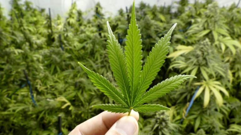 Pkeno Cannabis Grow House Goes Up In Smoke, Leads To Police Raid