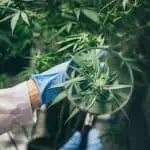 Exploring the UV-Protective Powers of CBD: Sun Care's Next Frontier? 4 First Human Trial Shows CBDs UVA-Protective Benefits