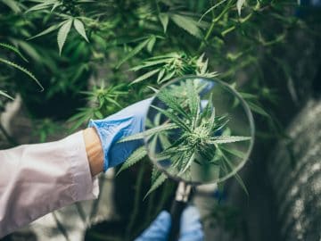 First Human Trial Shows CBDs UVA-Protective Benefits