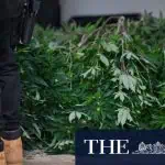 How Australias War On Weed Hurts The Poor 4 How Australias War On Weed Hurts The Poor