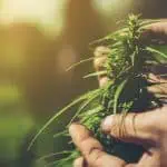 New research sheds light on cannabinoids' impact on anxiety during alcohol withdrawal 3 New research sheds light on cannabinoids’ impact on anxiety during alcohol withdrawal