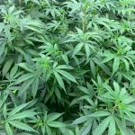 Sommeliers Of Cannabis: Learn More About Ohios First Ganjier