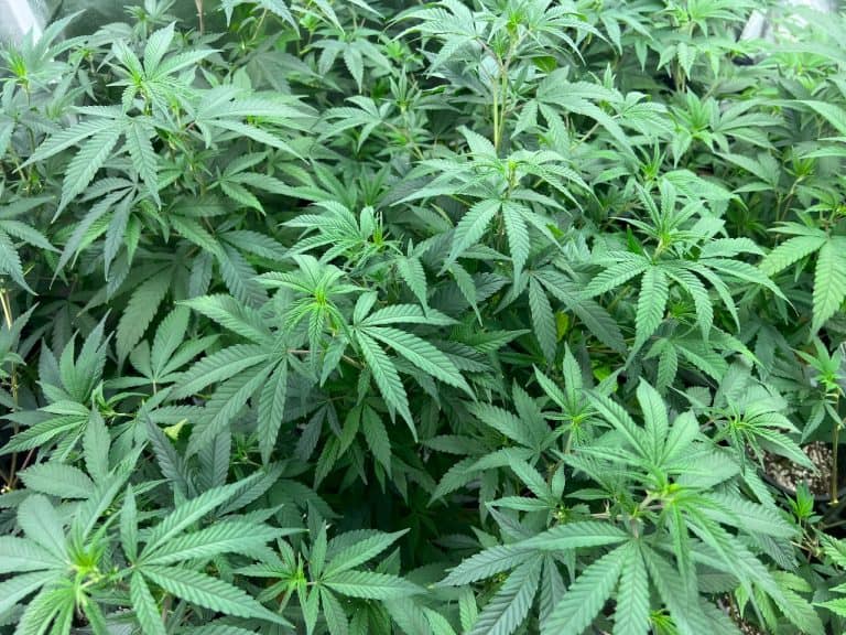 Sommeliers Of Cannabis: Learn More About Ohios First Ganjier