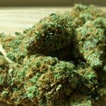 Cannabis Research Fails to Keep Up with Market Growth 4 Cannabis Research Lags Growing US Market, Federal Report Finds