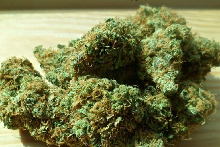 Cannabis Research Lags Growing US Market, Federal Report Finds
