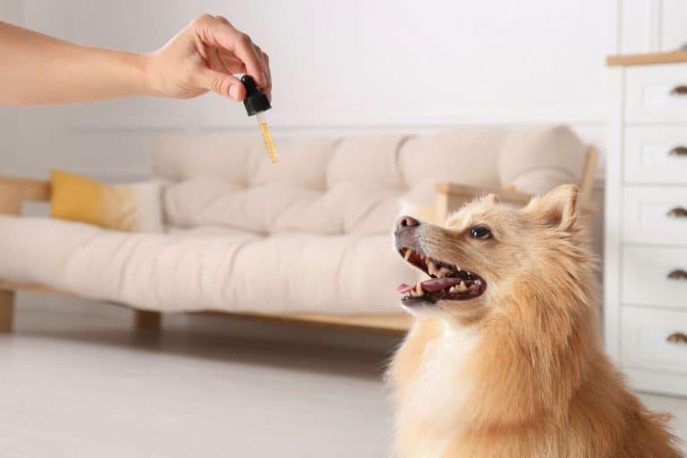 Pet Health: How CBD Can Help Your Furry Friends