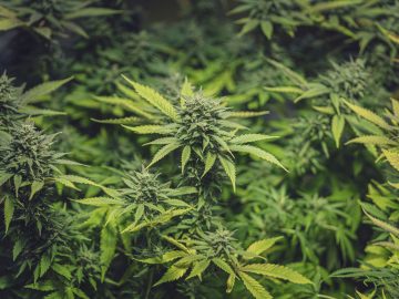 Not Your Average Hazard: Cannabis Use, Psychosis, And The Youthful Brain