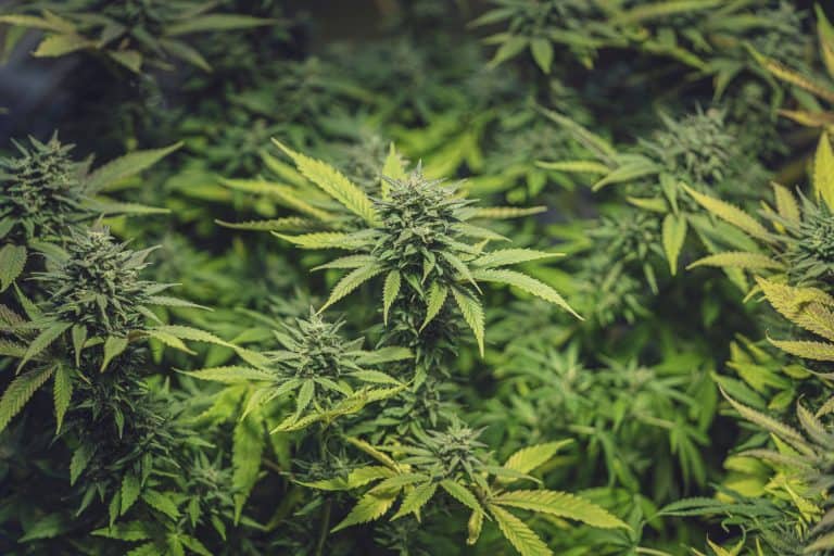 Not Your Average Hazard: Cannabis Use, Psychosis, And The Youthful Brain