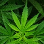 Crow Wing County Explores Cannabis Business Regulations 4 Crow Wing County Considers Draft Cannabis Business Ordinance