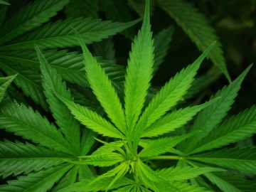 Crow Wing County Considers Draft Cannabis Business Ordinance