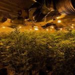 Arrests After Police Uncover Cannabis Farm Worth 500,000 In Bury