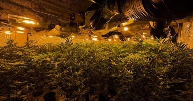 Arrests After Police Uncover Cannabis Farm Worth 500,000 In Bury