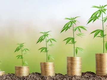 New Market Data Highlights Cannabis Growth Potential And Banking Opportunities
