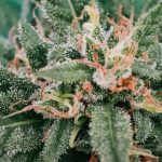 CBD And THC in Cannabis Don’t Interact How We Thought