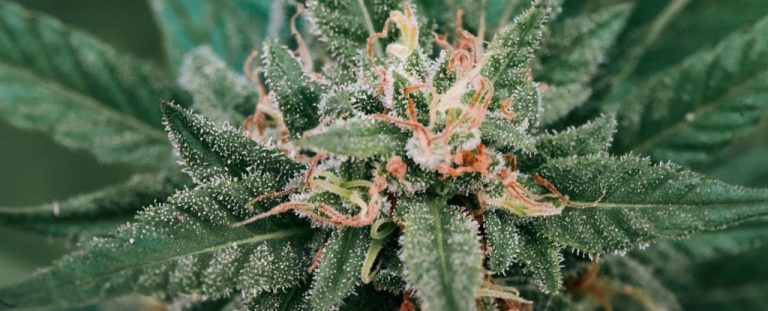 CBD And THC in Cannabis Don’t Interact How We Thought