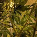 A Luxury Thai Resort Is Offering Asias First Cannabis Retreat
