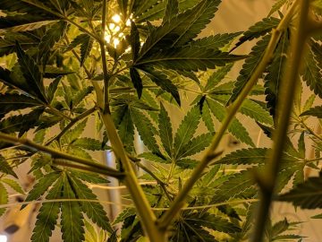 A Luxury Thai Resort Is Offering Asias First Cannabis Retreat