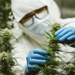 Boosting Cannabis Production: Coming Changes Ahead 4 Cannabis Production May Soon Get A Major Boost