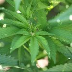 California Cannabis Tax Revenues Plummet Amid Hemp Competition 3 Cannabis Industry Blames Competition With Hemp For Drop In California Tax Revenue