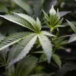 Vista Aims to Secure Cannabis Tax Funds Allocation 3 Vista Seeks To Formalize Allocation Of Millions Of Dollars In Cannabis Tax