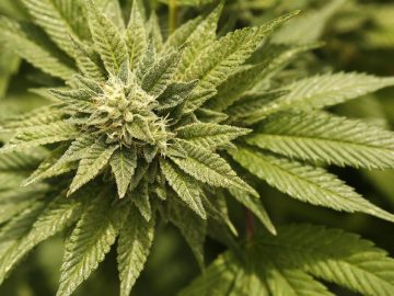 A Buzzkill For Californias Legal Pot Industry