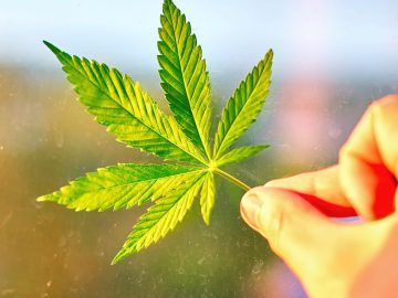 Hemp leaf extracts can kill one of the worlds deadliest animals