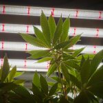 Vermont Halts New Retail Cannabis Applications 4 Vermont Regulators To Stop Accepting New Retail Cannabis Applications Next Month – VTDigger