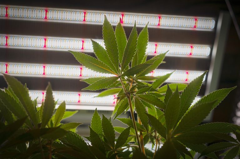 Vermont Regulators To Stop Accepting New Retail Cannabis Applications Next Month – VTDigger