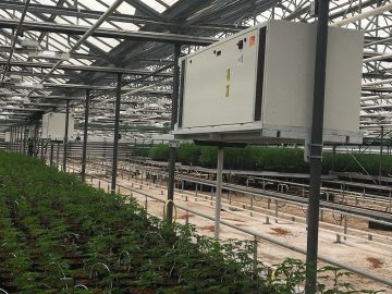 Carpinteria Cannabis And The Lingering Smell Of Pot