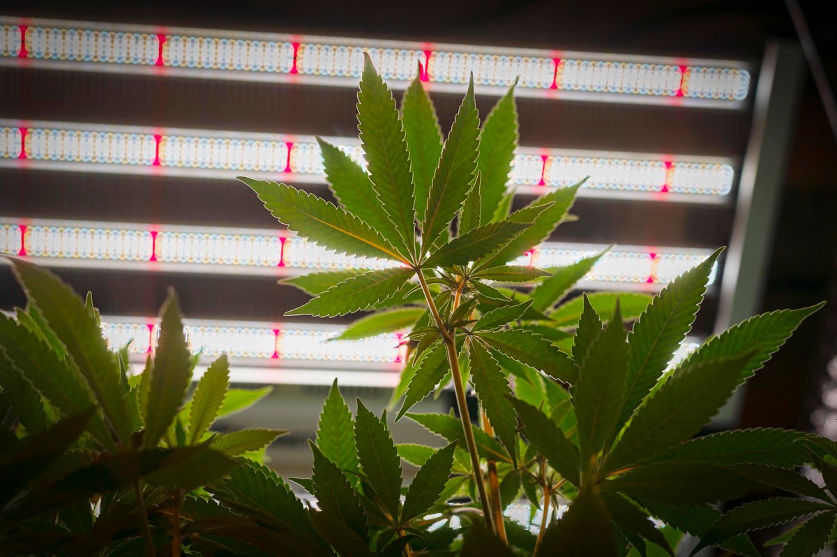 Vermont Halts New Retail Cannabis Applications 3 Immature cannabis plants grow under LED lights