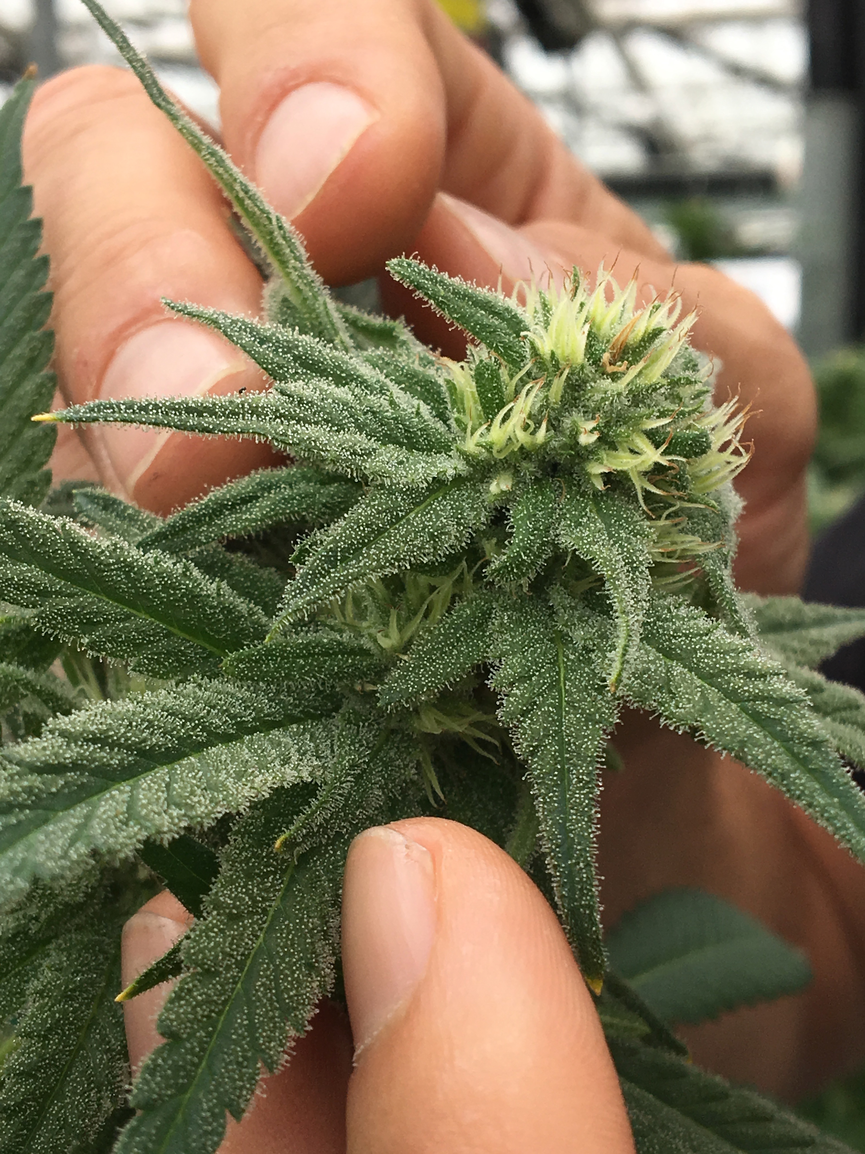 Carpinteria: The Cannabis Aroma Experience 4 Greenhouse operations