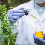 Local Cannabis Company Battles CBD Oil Conversion 4 Local cannabis company joins fight against CBD conversion oil – City Pulse
