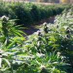 Improving US Cannabis Laws Through Cohesion and Health Focus 3 Report Calls For More Cohesion, Public Health Focus To US Cannabis Laws