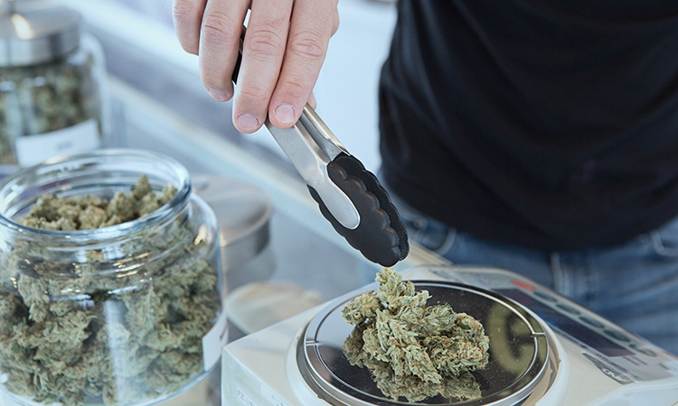Slow Going On Cannabis Licensing In Minnesota | Twin Cities Business