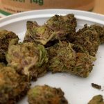 Kentucky Votes on Medical Cannabis Initiatives 4 Medical Cannabis On Ballot In More Than 100 Kentucky Counties, Cities
