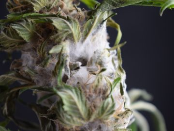 Cannabis Products Recalled In Maine Over Mold And Bacteria Concerns