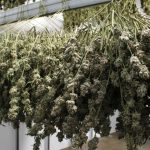 Vermont's Cannabis Market Marks Second Anniversary 4 Vermonts Legal Cannabis Marketplace Celebrates Its Second Anniversary
