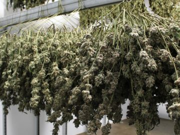 Vermonts Legal Cannabis Marketplace Celebrates Its Second Anniversary
