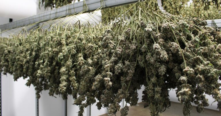 Vermonts Legal Cannabis Marketplace Celebrates Its Second Anniversary