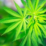 DNA Changes From High Potency Cannabis Use May Signal Psychosis Risk