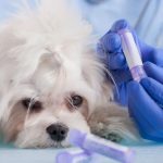 Understanding Cannabis Safety for Dogs 9 Is Cannabis Safe For Dogs? Heres What You Need To Know