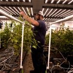 Sharon Votes Down Retail Cannabis Proposal 3 Sharon Voters Reject Retail Cannabis