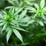 Impacts of THC and CBD Use During Pregnancy 4 6 years after legalization, new studies show THC, CBD harmful during pregnancy
