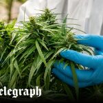 Cannabis Use Alters Users' DNA, Study Reveals 5 Extra Strong Cannabis Changes Drug Users DNA, Study Finds