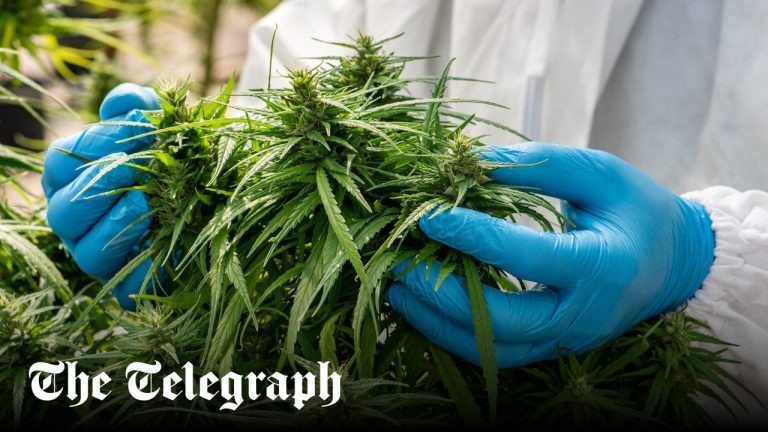 Extra Strong Cannabis Changes Drug Users DNA, Study Finds